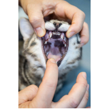 clínica especializada em odontologia animal Chácara Inglesa
