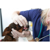 clínica especializada em odontologia felina Jaguaré