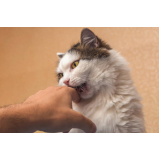 clínica especializada em odontologia para gatos Rio Pequeno