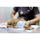 clínica especializada em ortopedia de pequenos animais Socorro