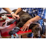 clínica especializada em ortopedia veterinaria basica Santa Cruz