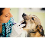 clínica especializada em veterinária odontologia Pacaembu