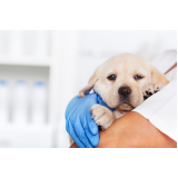 clinica exames veterinarios telefone Perdizes
