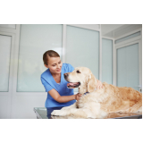 clinica veterinaria com raio x Boque da Saúde