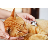 clinica veterinaria especializada em gatos Helen Keller