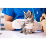 endereço de clinica veterinaria especializada em gatos Santo Amaro