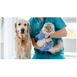 medico veterinario especialista em neurologia Borba Gato