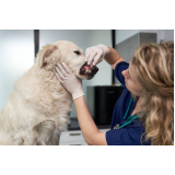 odontologia felina marcar Boque da Saúde