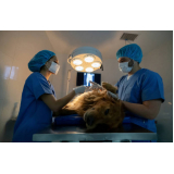 onde agendar cirurgia em animais de pequeno porte Taboão