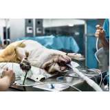 onde agendar cirurgia oncologica veterinaria Taboão