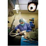 onde agendar cirurgia ortopédica veterinária Vila Cruzeiro