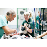 onde agendar cirurgia ruptura ligamento cruzado cães Vila Uberlândia