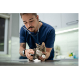 onde agendar neurologista veterinario felino Mirandópolis