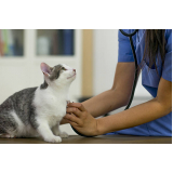 onde agendar veterinaria de felinos Vila Pompeia