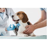 onde agendar veterinário endocrinologista Boque da Saúde