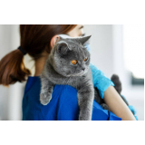 onde agendar veterinário ortopedista para gatos Bairro do Limão