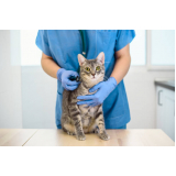 onde agendar veterinarios especialistas em gatos Real Parque