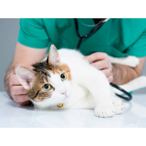 onde marcar veterinario especializado em felinos Lapa
