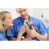 onde marcar veterinário para gatos Brooklin