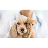 onde tem clinica veterinaria especializada em gatos República