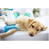 ortopedia para cães Aclimação