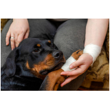 ortopedia veterinaria basica Pacaembu