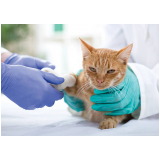 ortopedista para gatos Chácara Itaim