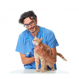 veterinaria de felinos agendar Vila Romana