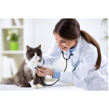 veterinaria de felinos Vila Pompeia