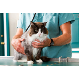 veterinário alergista para gatos agendar Alto da Boa Vista