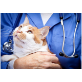 veterinário alergista para gatos Vila Cruzeiro