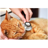 veterinário de gato agendar Perdizes