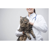 veterinário de gato marcar Pacaembu