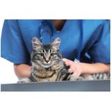 veterinario especializado em felinos agendar Alto de Pinheiros