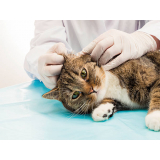 veterinário gato Alto da Boa Vista