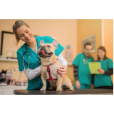veterinario neurologico marcar Brooklin