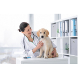 veterinário oftalmologista Socorro
