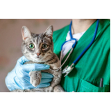 veterinário ortopedista para gatos Santo Amaro