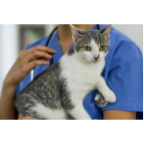 veterinário para gato Santa Cruz