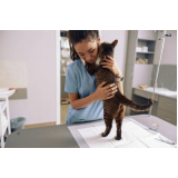 veterinarios especialistas em gatos agendar Vila Cordeiro