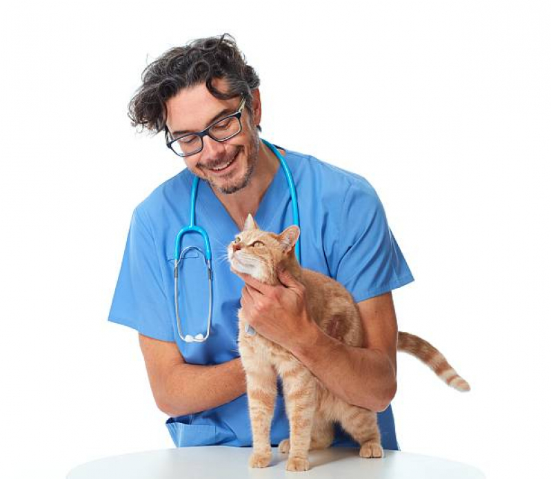 Veterinaria de Felinos Agendar São Domingos - Veterinário Ortopedista para Gatos