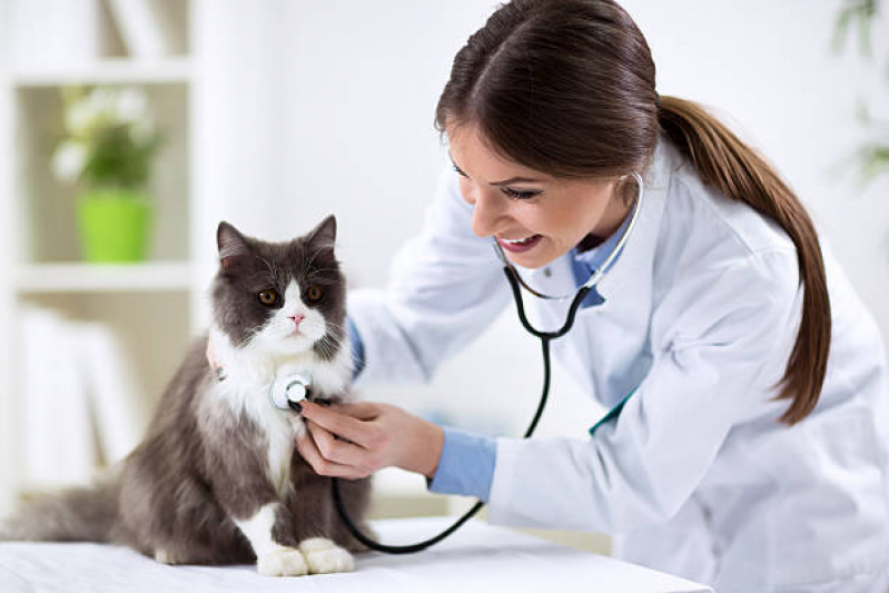Veterinaria de Felinos Brookiln Velho - Veterinário para Gatos Zona Sul