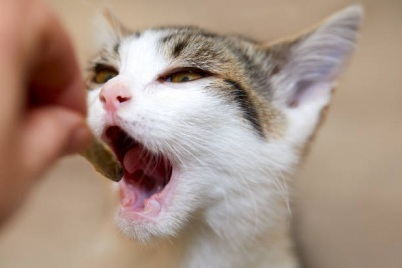 Veterinária Odontologia Marcar Berrini - Odontologia para Gatos