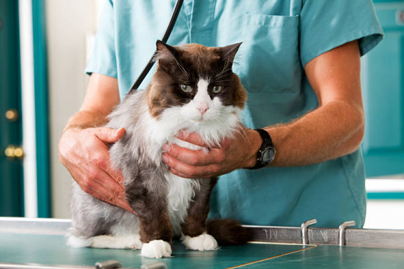 Veterinário Alergista para Gatos Agendar Interlagos - Veterinário para Gatos Zona Sul