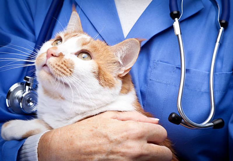 Veterinário Alergista para Gatos Tibiriçá - Veterinário para Gatos Zona Sul