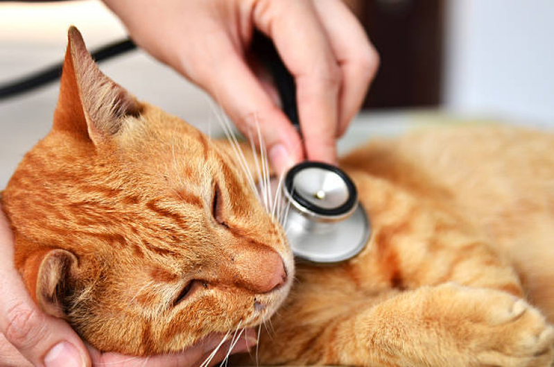 Veterinário de Gato Agendar Tibiriçá - Veterinário para Gatos Zona Oeste