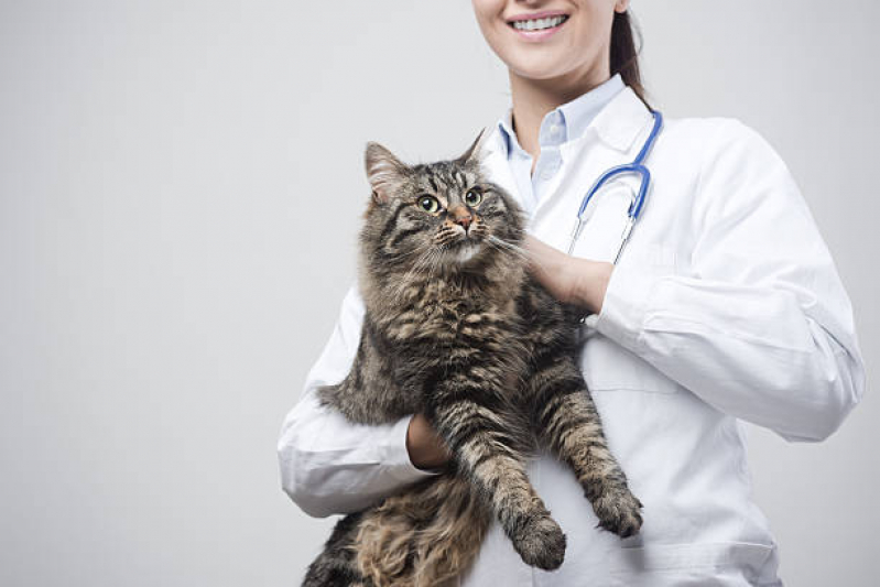 Veterinário de Gato Marcar Borba Gato - Veterinário Ortopedista para Gatos