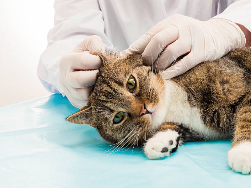Veterinário de Gato Chácara Itaim - Veterinário Ortopedista para Gatos