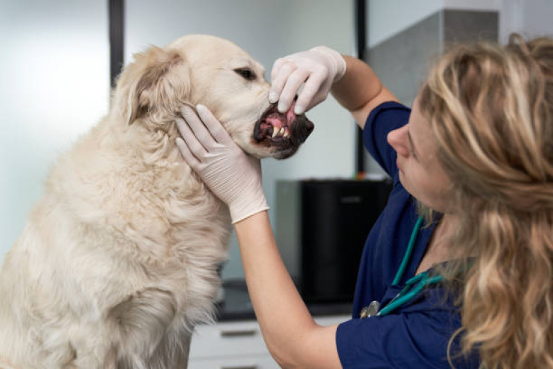 Veterinário Dentista Marcar Granja Julieta - Odontologia para Animais