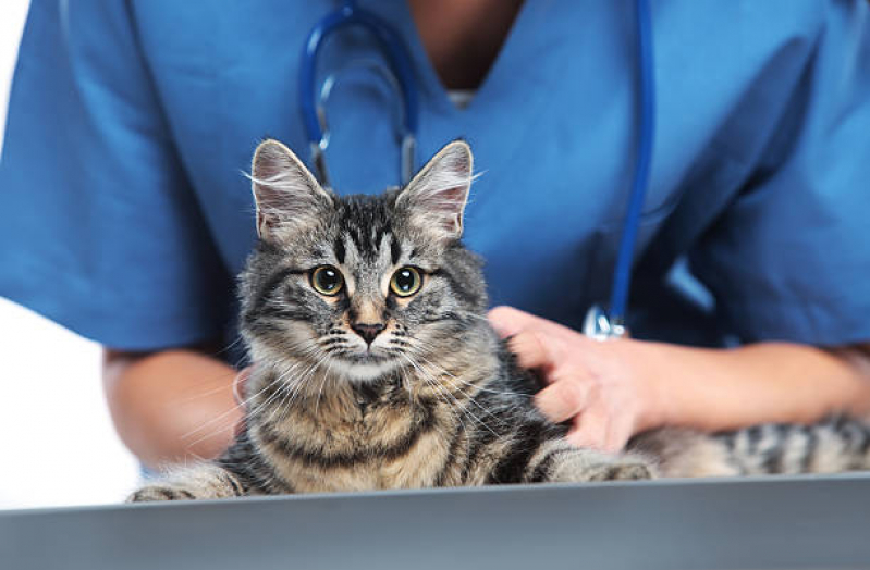 Veterinario Especializado em Felinos Agendar MBoi Mirim - Veterinário para Gatos Zona Oeste
